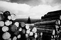 DSC_9677_BW