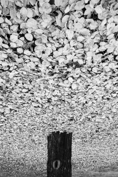 P1030026_BW.jpg - Podzimn�
