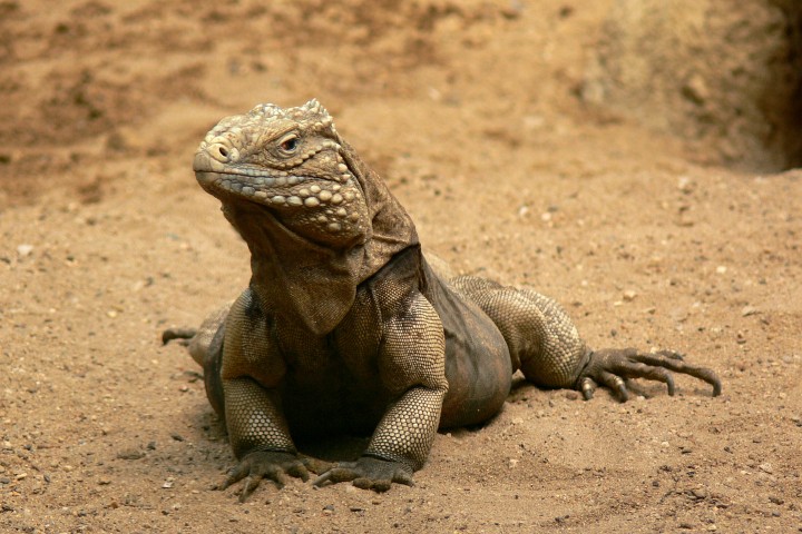 ZOO20060506132057.jpg