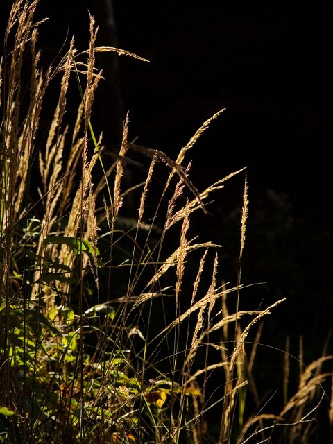 P1080649.jpg